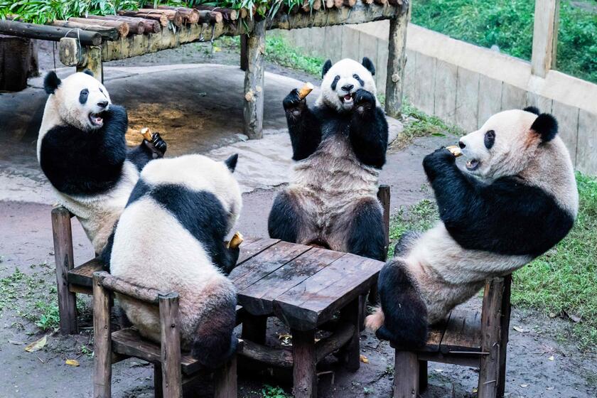 Panda a pranzo in uno zoo in Cina © ANSA/AFP